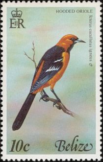 Hooded Oriole (Icterus cucullatus igneus)