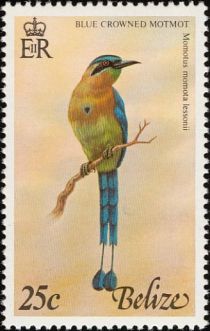 Blue-crowned Motmot (Momotus momota lessonii)