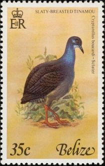 Slaty-breasted Tinamou (Crypturellus boucardi)