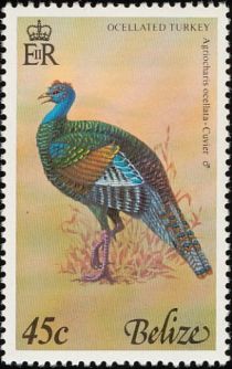 Ocellated Turkey (Agriocharis ocellata)