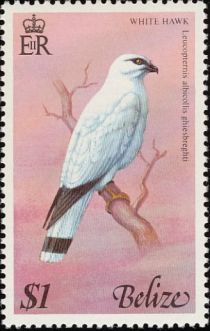 White Hawk (Leucopternis albicollis ghiesbreghti)