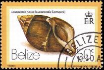 Chestnut Nassa (Leucozonia nassa ssp. leucozonalis)