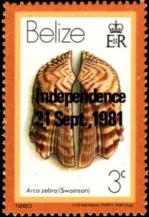 Turkey Wing Ark Clam (Arca zebra) - Overprinted