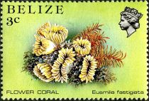 Flower Coral (Eusmilia fastigiata)