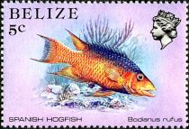 Spanish Hogfish (Bodianus rufus)