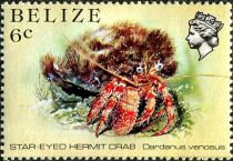 Star-eyed Hermit Crab (Dardanus venosus)