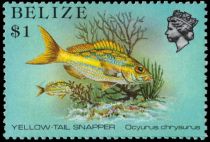 Yellow-tail Snapper (Ocyurus chrysurus)