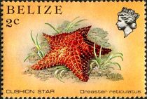 Red Cushion Star (Oreaster reticulatus)