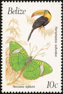 Ramphastos sulfuratus and Nessaea aglaura