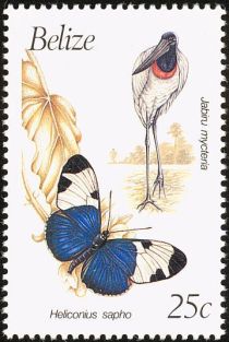 Jabiru mycteria and Heliconius sapho