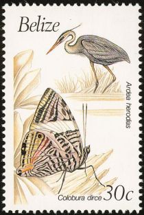 Ardea herodias and Colobura dirce