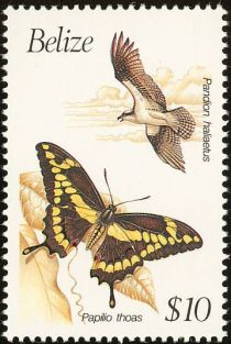 Pandion haliaetus and Papilio thoas