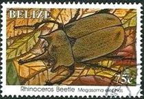 Rinoceros Beetle (Megasoma elephas)