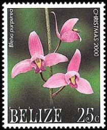 Bletia purpurea