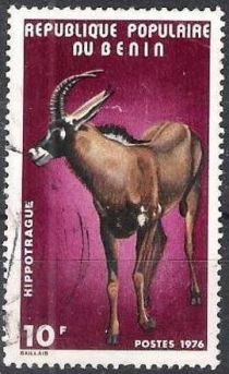 Roan Antelope (Hippotragus equinus)