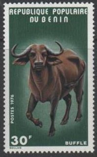 African Forest Buffalo (Syncerus caffer nanus)