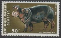 Hippopotamus (Hippopotamus amphibius)