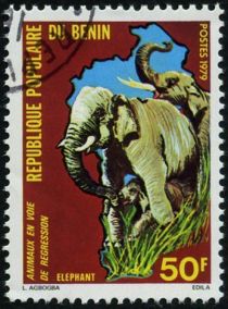 African Elephant (Loxodonta africana)