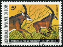 Roan Antelope (Hippotragus equinus)