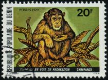 Chimpanzee (Pan troglodytes)