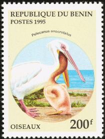 Great White Pelican (Pelecanus onocrotalus)