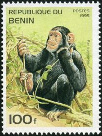 Chimpanzee (Pan troglodytes)