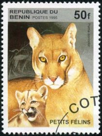 Cougar (Felis concolor)