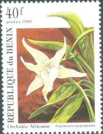 Angraecum sesquipedale