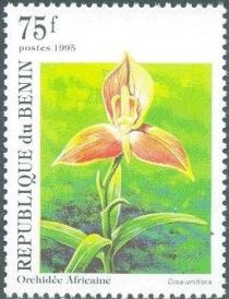 Disa uniflora