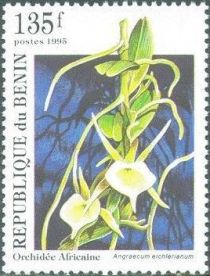 Angraecum eichlerianum