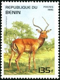 Impala (Aepyceros melampus)