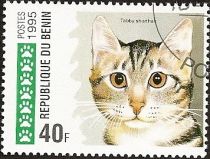 Tabby Shorthair (Felis silvestris catus)