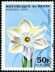 Narcissus watieri