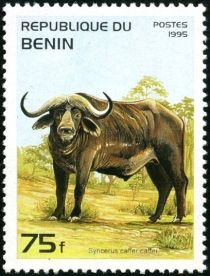 African Buffalo (Syncerus caffer)