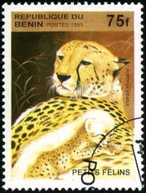 Cheetah (Acinonyx jubatus)