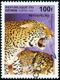 Leopard (Panthera pardus)