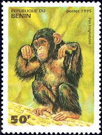 Chimpanzee  (Pan troglodytes)