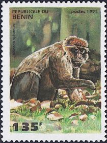 Barbary Macaque (Macaca sylvanus)