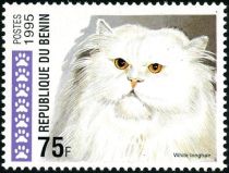 White Longhair (Felis silvestris catus)