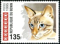 Tabby Point (Felis silvestris catus)