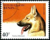 German Shepherd (Canis lupus familiaris)