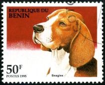 Beagle (Canis lupus familiaris)