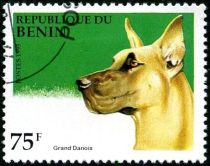 Great Dane (Canis lupus familiaris)