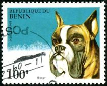 German Boxer (Canis lupus familiaris)