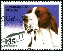 Pointer (Canis lupus familiaris)