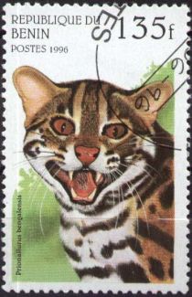 Leopard Cat (Prionailurus bengalensis)