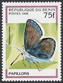 Common Blue (Polymmatus icarus)