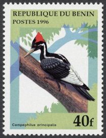 Ivory-billed Woodpecker (Campephilus principalis)