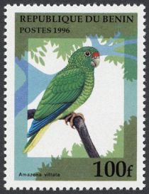 Puerto Rican Parrot (Amazona vittata)