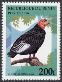 California Condor (Gymnogyps californianus)